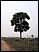 LastTreeRainforest.jpg