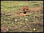 siteTermiteHill.jpg