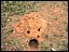 siteTermiteHill2.jpg