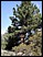 tree2.jpg